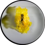Coda di rospo allo zafferano con asparagi allo yuzu_Cassanelli
